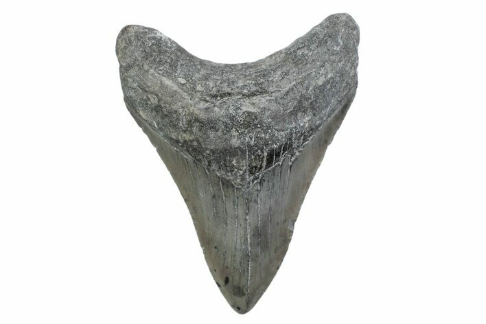 Fossil Megalodon Tooth - North Carolina #370216